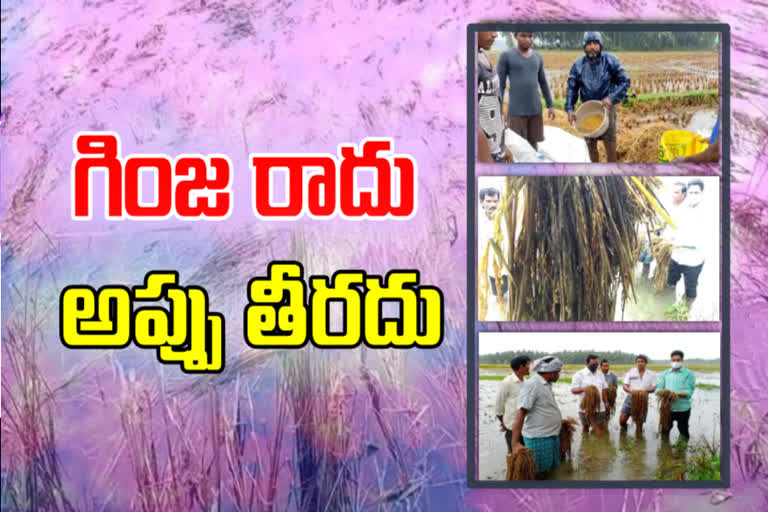 paddy sumerged in water at east godavri district