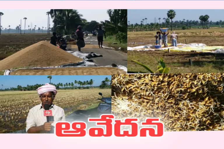 నివర్ తుపాన్ ప్రభావంతో వరి పంట నష్టం