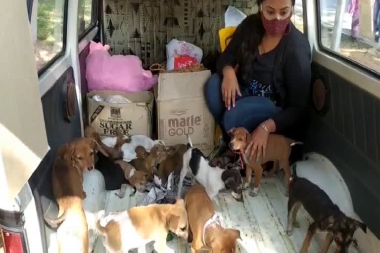 30-street-dogs-found-shelter-in-jamshedpur