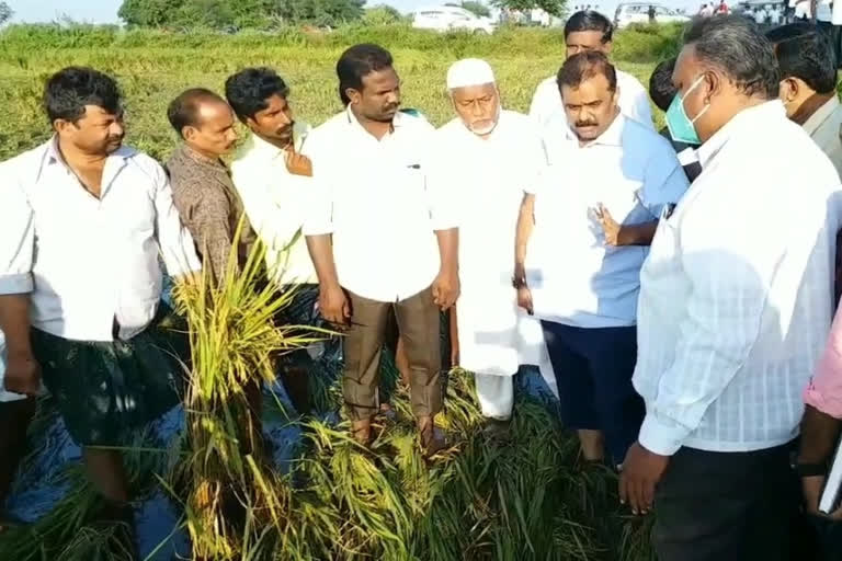 Satya Prasad visit grain crop fields