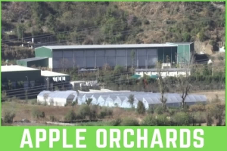 Apple orchards in Himachal Pradesh