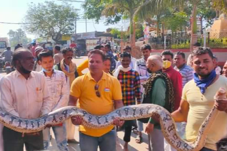 12 feet Python caught