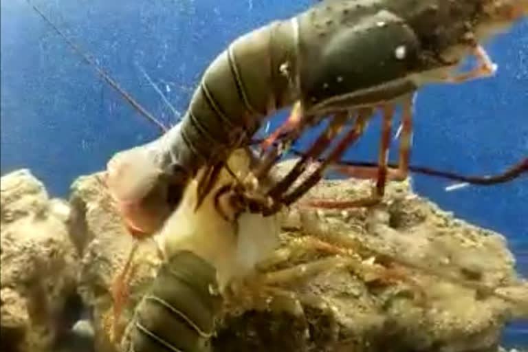 Rare video of a Lobster removing it's shell caught in Alibag