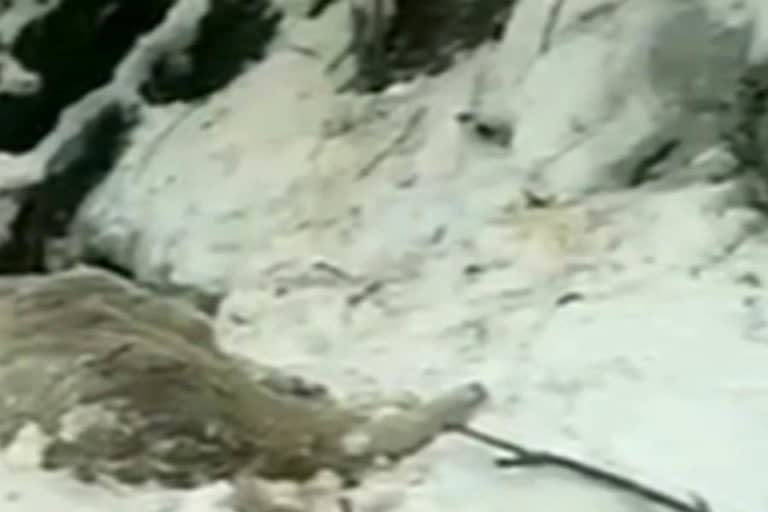 Goats buried under avalanche