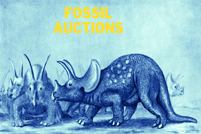 duelling dinosaur, fossil auctions