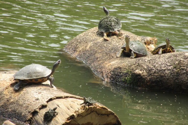 pilibhit gift to turtle conservation