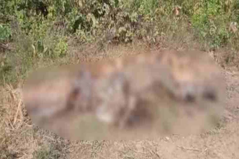 elephant dead body found in  seraikela