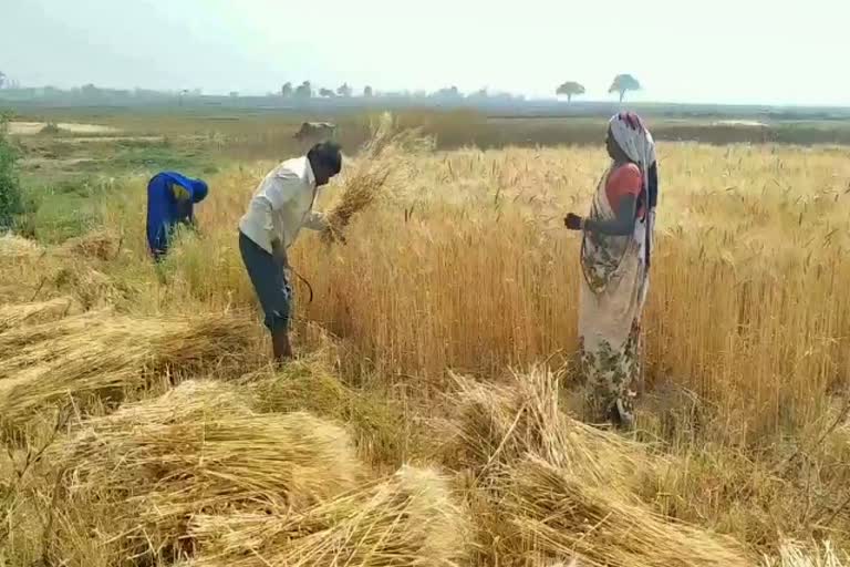 farmers demand packs in hazaribag