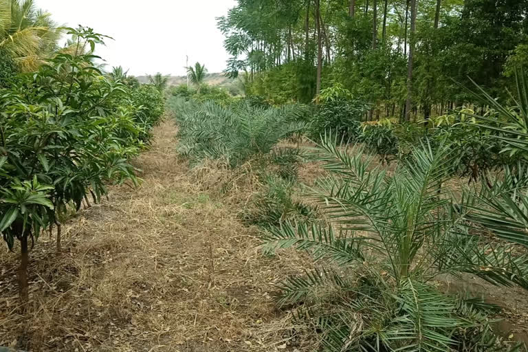 Osmanabad fruit farming