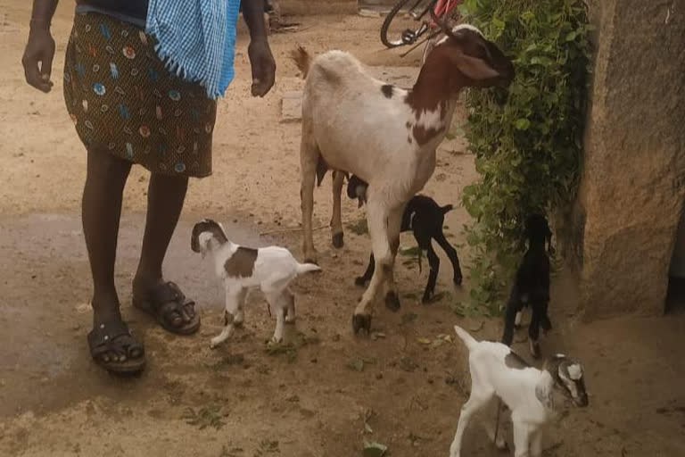 goat giving birth to 4 kids