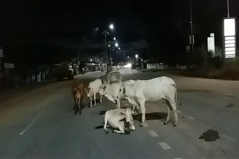 cows