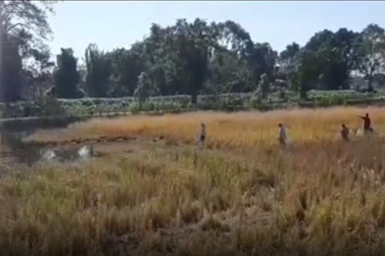 sivsagar-paddy-field-story