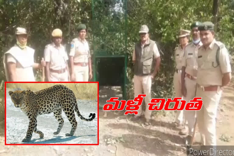 cheetah-wandering-at-sadashivanagar-mandal-in-kamareddy