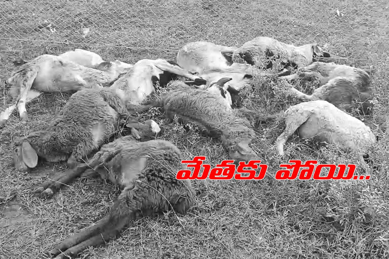 Sheep died in nagarkurnool district