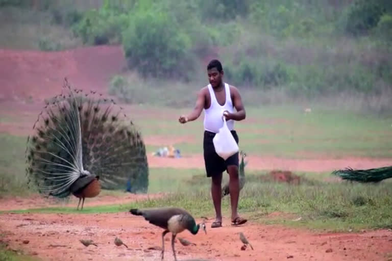 Peacock Man  കൻഹുവും മയിലുകളും  ഒഡീഷ  ഭുവനേശ്വർ