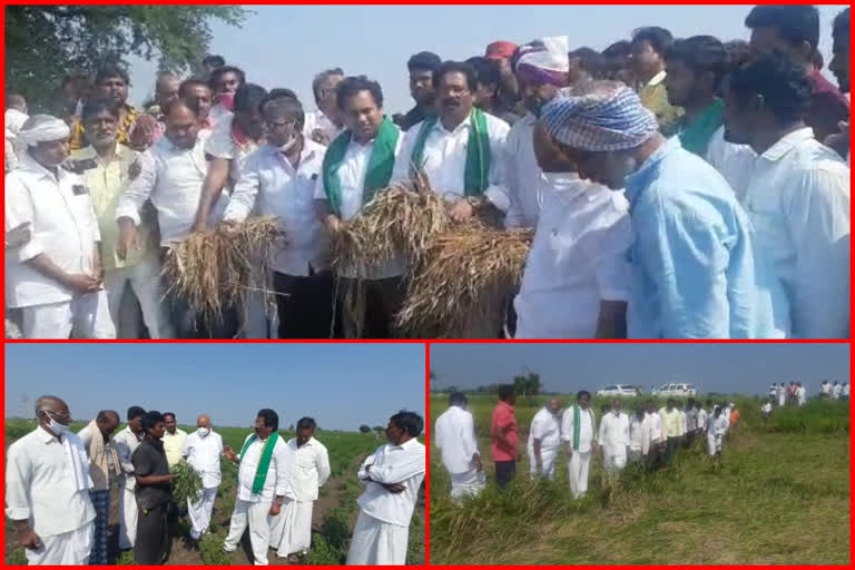 tdp leader gv anjaneyulu visits crop damaged areas in nakirilallu at guntur district