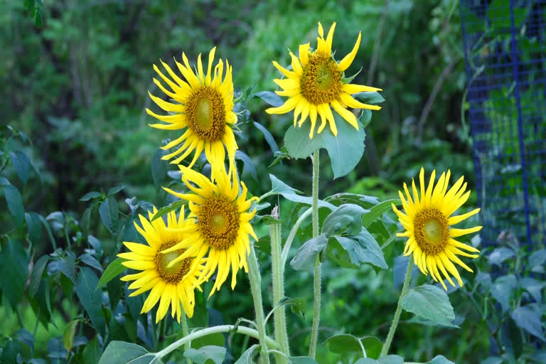 sunflowers  Ponnakursi bypass  സൂര്യകാന്തി പൂക്കൾ  പൊന്ന്യാകുർശി ബൈപ്പാസ്