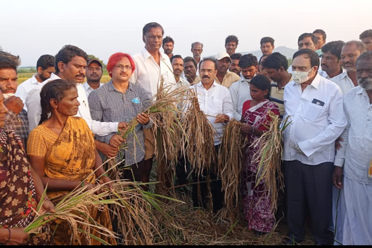 tdp team observes typhoon affected areas at prakasham district