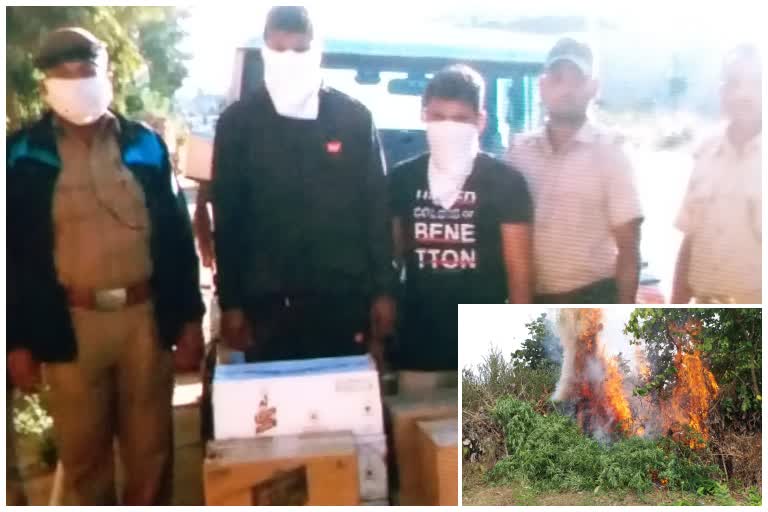 police destroyed 146 acre ganja cultivation in boudh