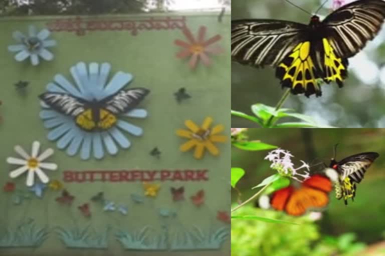 Development of 'Southern Bird Wing' butterfly at Bannerghatta Biological Park