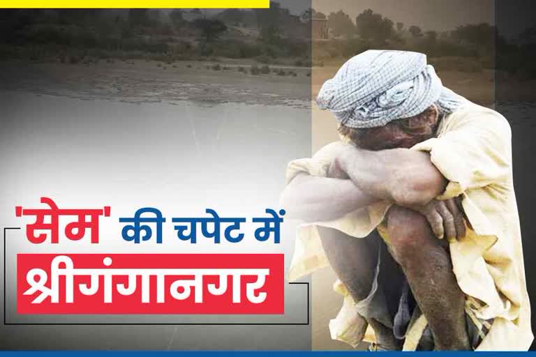 farmer of Sriganganagar worried,  Rajasthan news