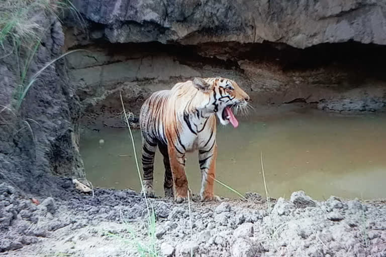 tiger in sugarcane fields