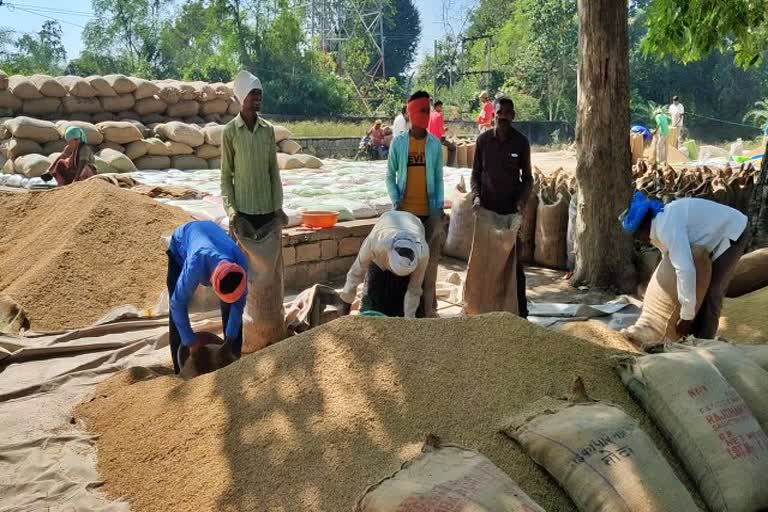 paddy-being-procured-in-kanker-without-any-arrangement