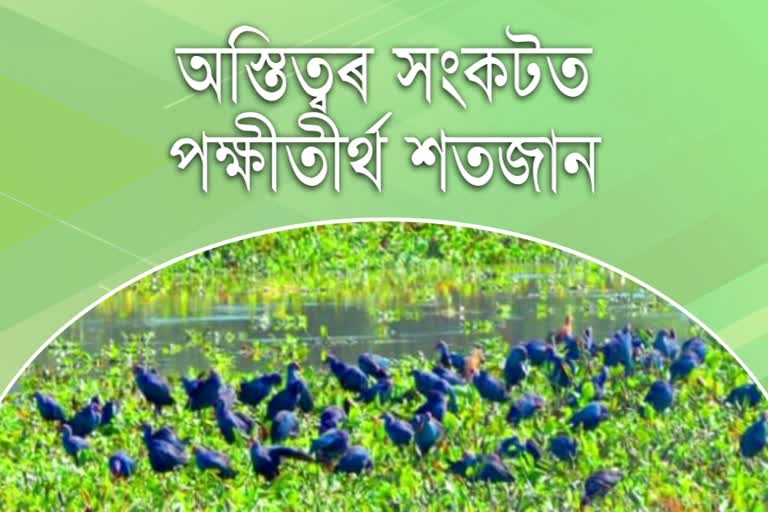 as_nlp_Naoboicha_Satajan_wetland_is_in_danger_asc10037