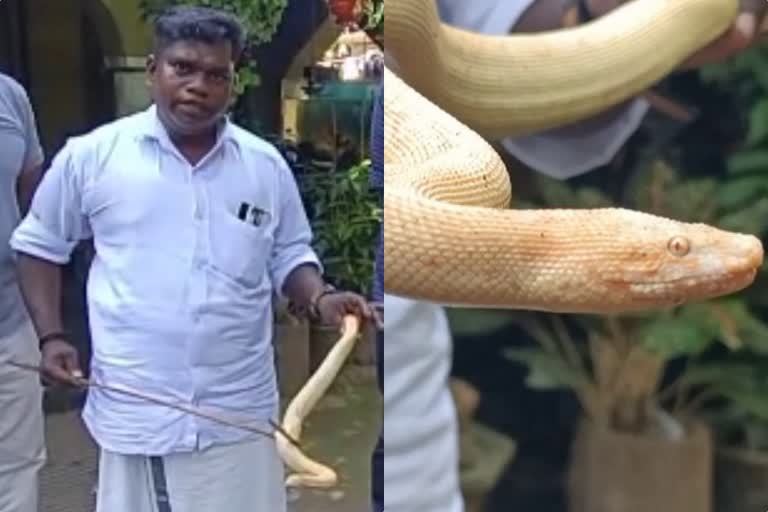 snake caught  snake caught in thiruvananthapuram  rare species snake caught  അപൂർവയിനം പാമ്പ്  പാമ്പിനെ പിടികൂടി  പാറശ്ശാലയിൽ അപൂർവയിനം പാമ്പിനെ പിടികൂടി