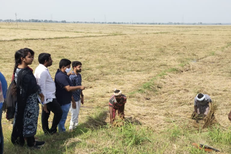 దెబ్బతిన్న పంటలను పరిశీలిస్తున్న వ్యవసాయధికారులు