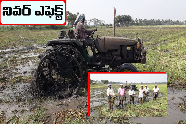 పోలాల్లో మెులకెత్తుతున్న వడ్లు.. అన్నదాత కళ్లలో నీళ్లు!