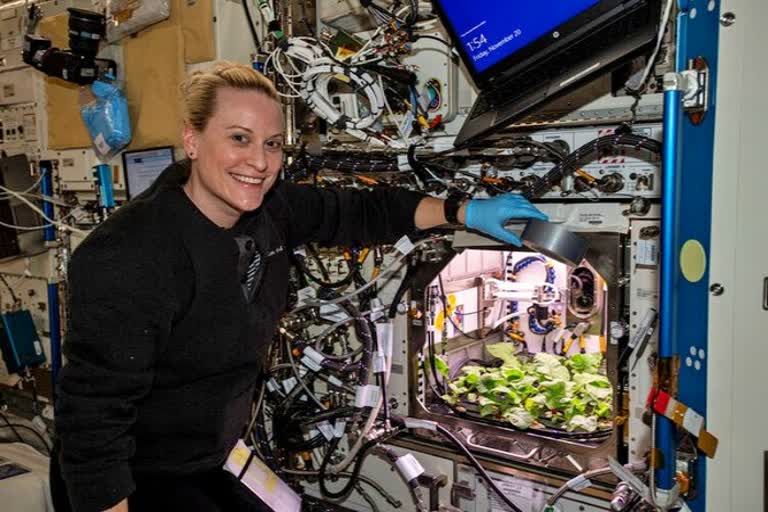 Nasa grows radishes