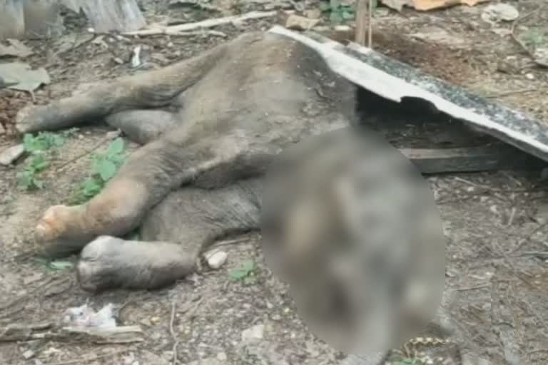 child-elephant-dead-body-found-under-asika-forest-range-of-ganjam