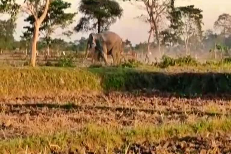 wildlife elephant attack in numaligarh