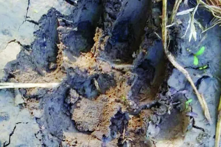 Tiger footprints