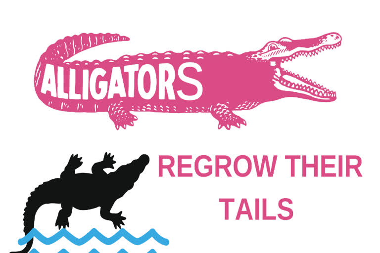 alligators ,Scientific Reports on alligators and tails