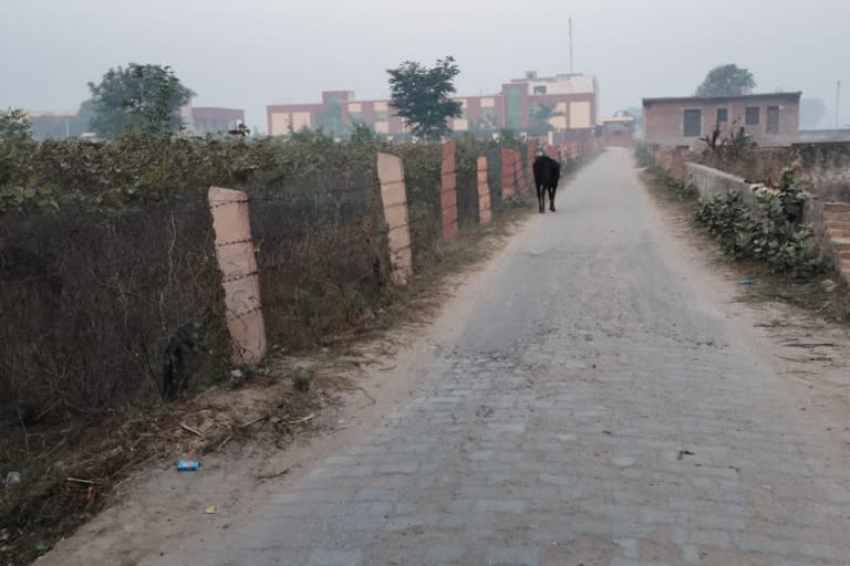 खेत के आसपास घूमते आवारा पशु