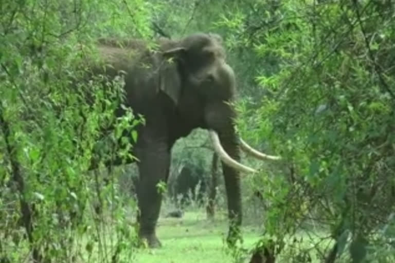 முதுகில் ஏற்பட்ட காயத்தால் அவதியுற்ற காட்டுயானை