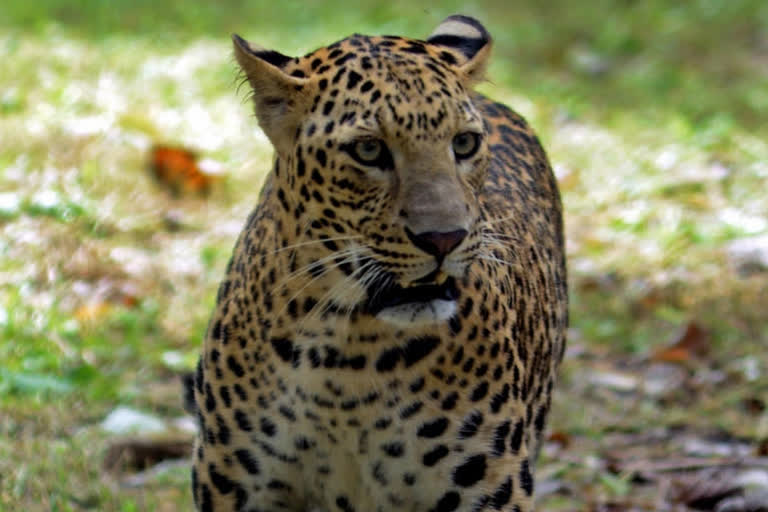 ഡെറാഡൂൺ  പുള്ളിപ്പുലി  വിമാനത്താവളം  Leopard  Dehradun