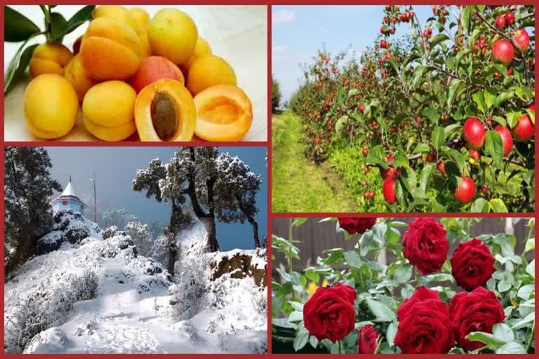 gardeners-benefit-from-snowfall-in-hilly-areas