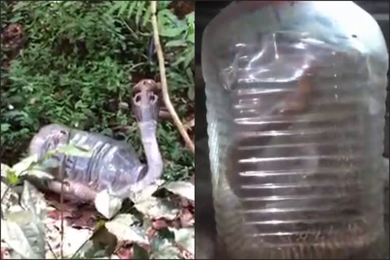 The forest department caught the cobra  cobra in malappuram  malappuram forest department  പുല്ലാനി മൂർഖനെ പിടിച്ച വനം വകുപ്പ്  വനം വകുപ്പ് മലപ്പുറം  ചാലിയാർ മലപ്പുറം