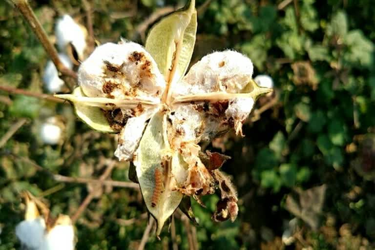 bond larvae attack nagpur