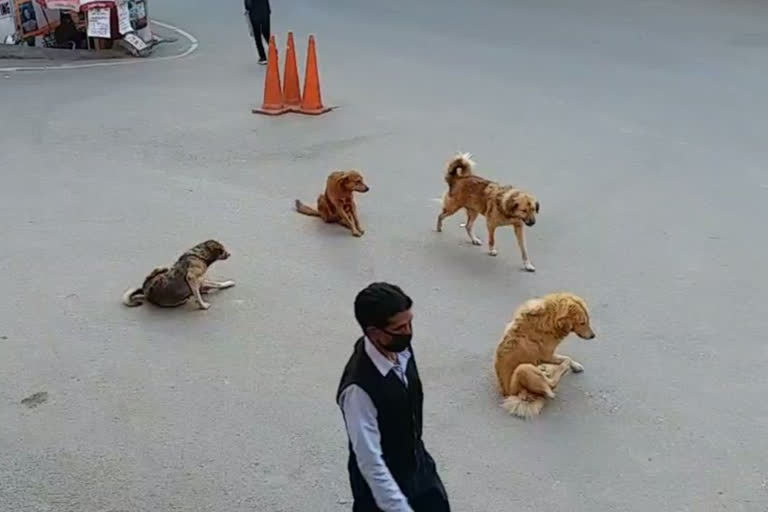 Dog sterilization in mandi