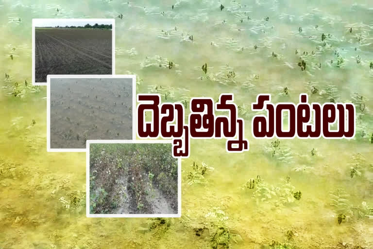 crop damage at kadapa district