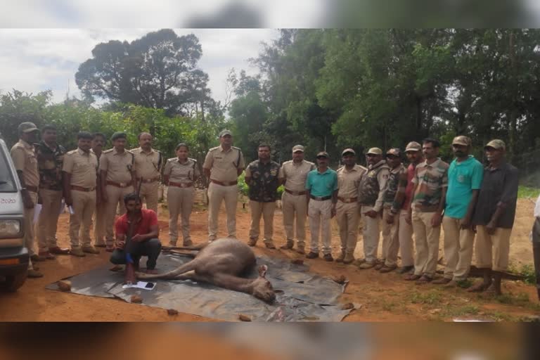 animal hunter arrested in shimogga