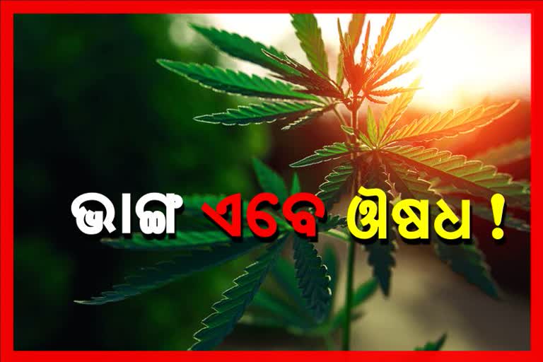 ଜାତିସଂଘର ଐତିହାସିକ ନିଷ୍ପତ୍ତି, ନିଶାଦ୍ରବ୍ୟ ତାଲିକାରୁ ହଟିଲା ଭାଙ୍ଗ