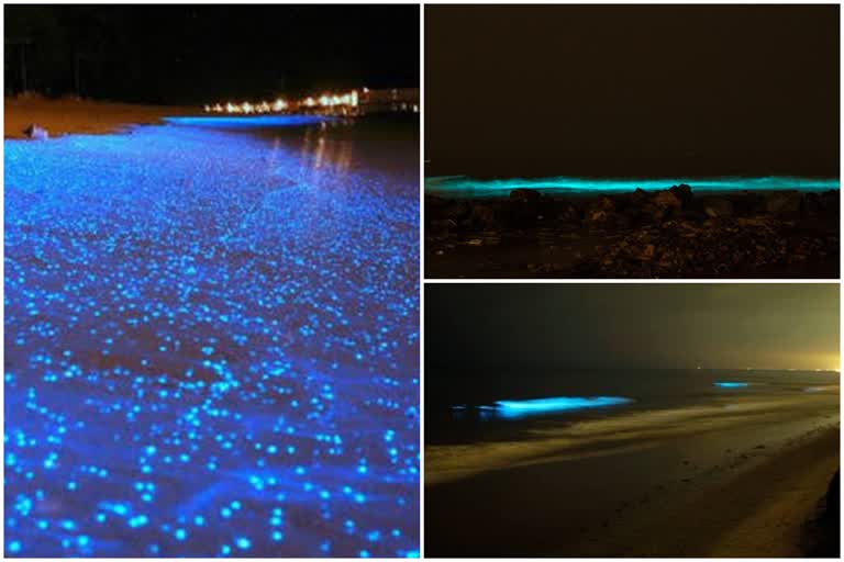 Bioluminescent dinoflagellates