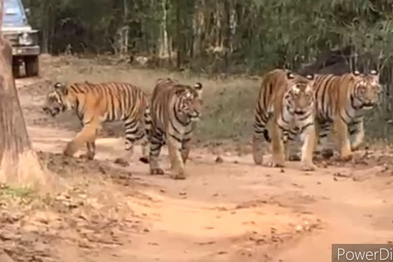 Tigress naina Tiger cubs  Kanha National Park Madhya Pradesh  Corona Pandemic Kanha National Park