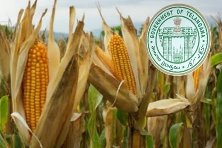 telangana government decides to sales of maize