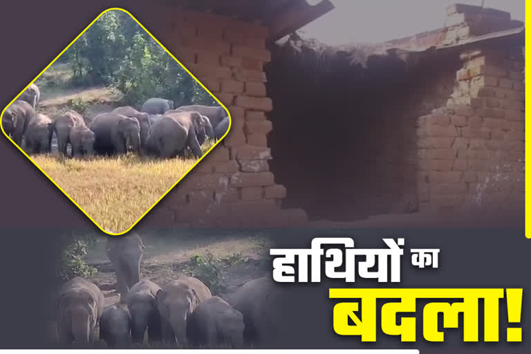 people-panic-over-elephants-in-khunti